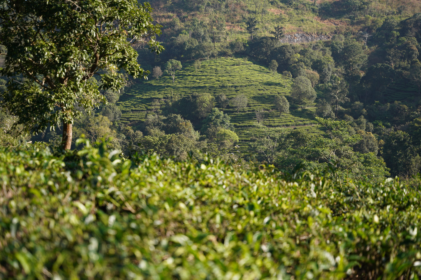 🌿 Vagamon Hill Station Tour Package | Gift a Nature Escape